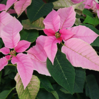 Euphorbia pulcherrima