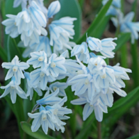 Puschkinia scilloides
