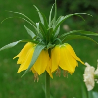 Fritillaria imperialis