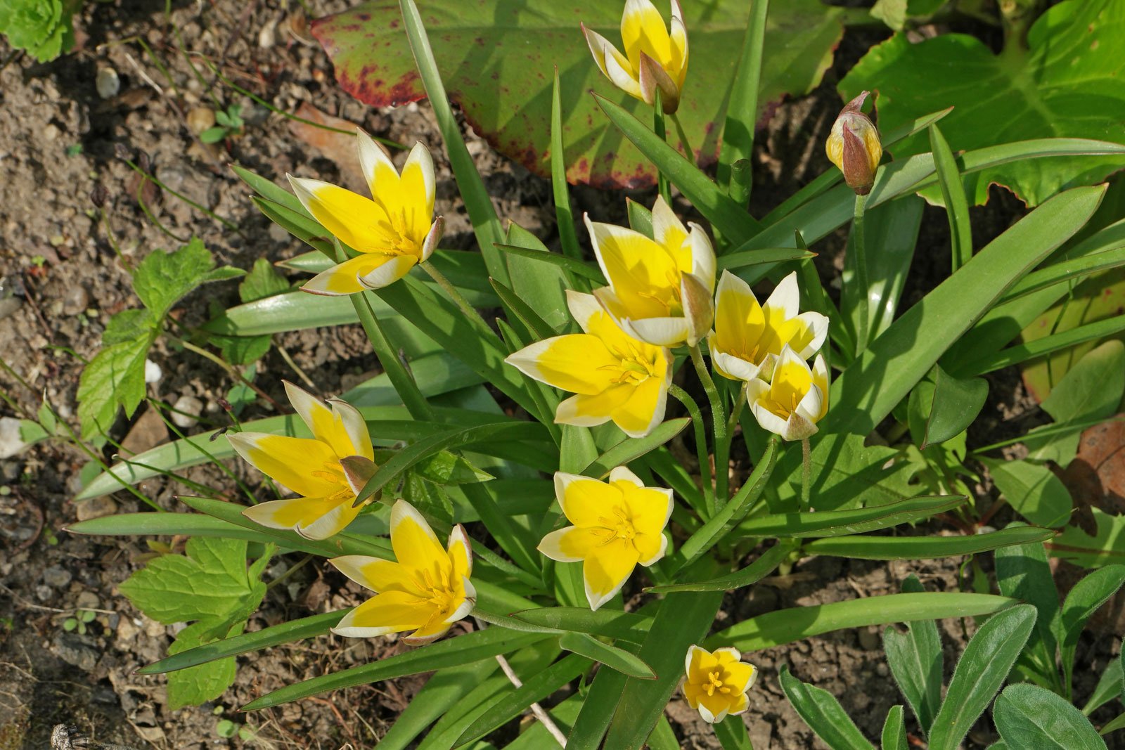 Tulipa urumiensis