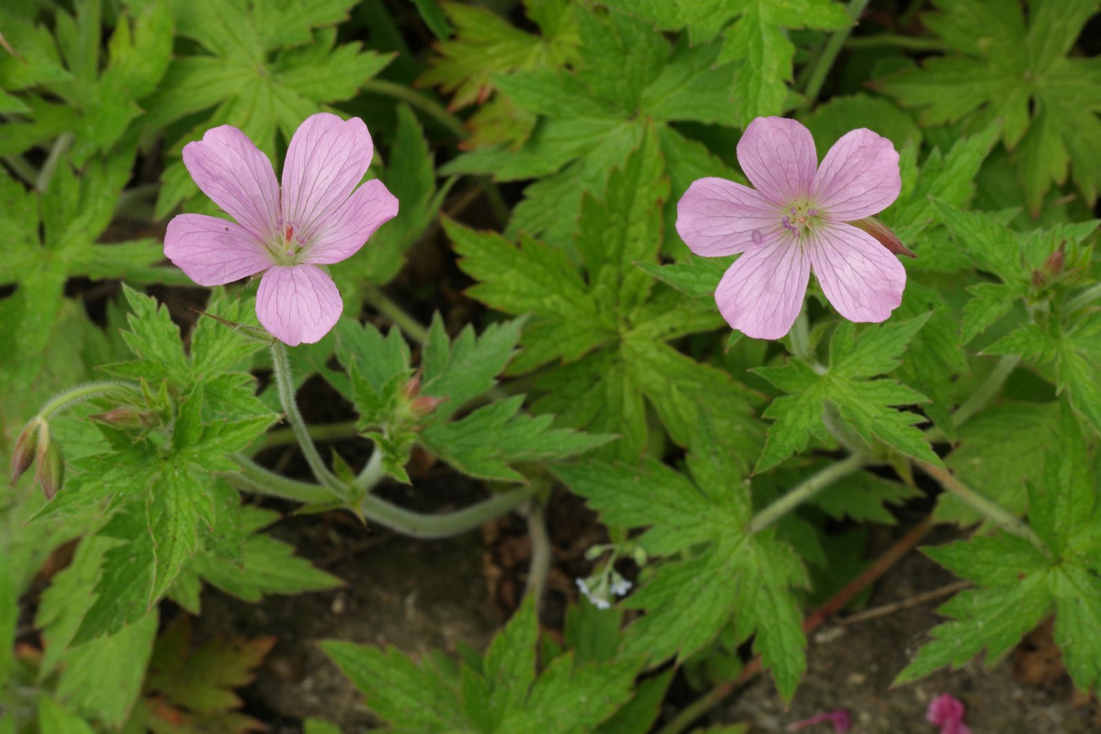 Geranium endressii