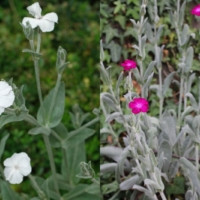 Silene coronaria