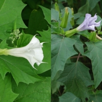 Datura stramonium 12