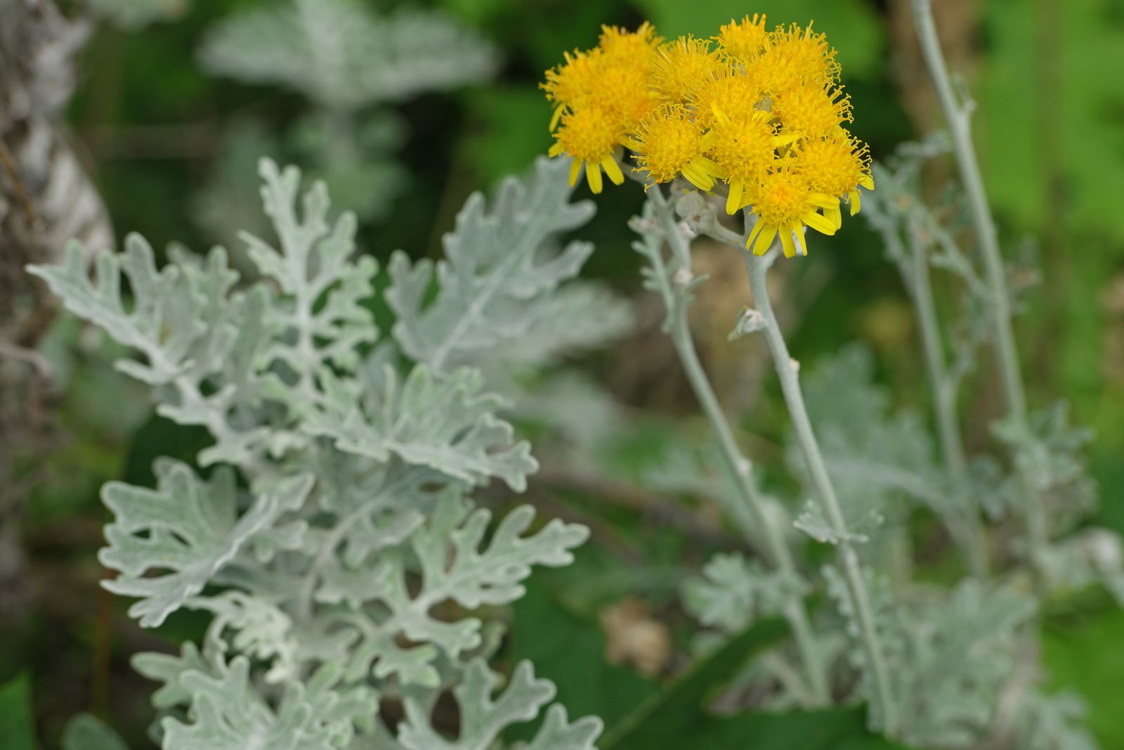 Jacobaea maritima