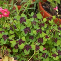 Oxalis tetraphylla