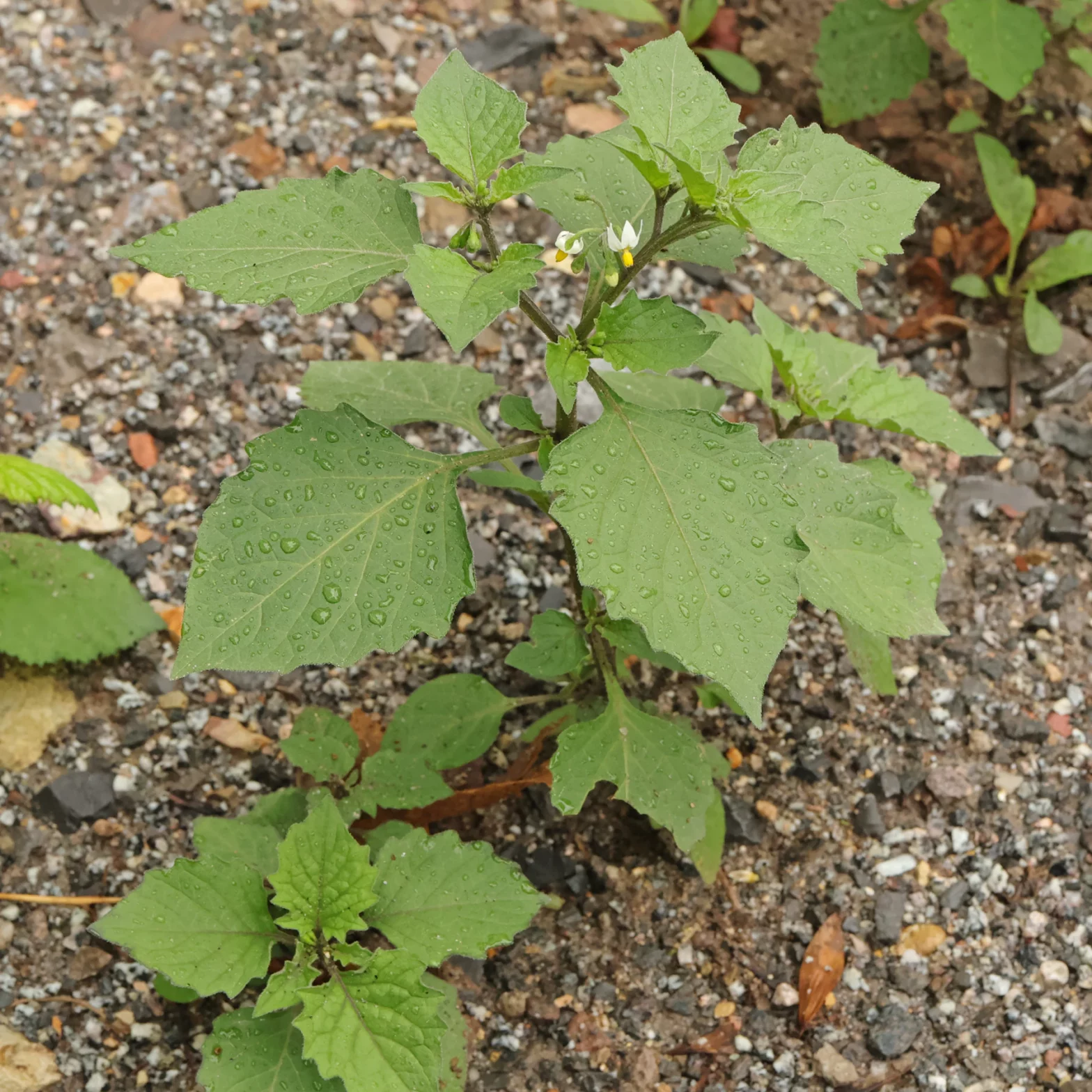 Solanum nigrum leaves