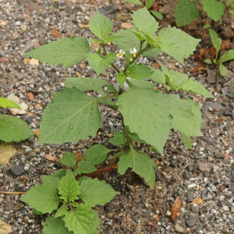 Solanum nigrum leaves