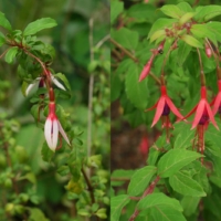 Fuchsia magellanica 15