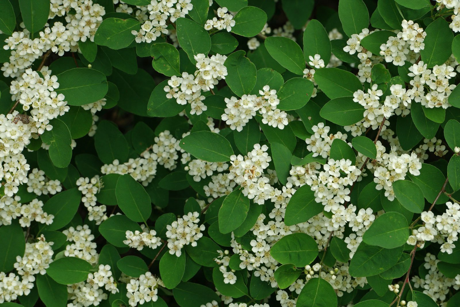 Cotoneaster multiflorus