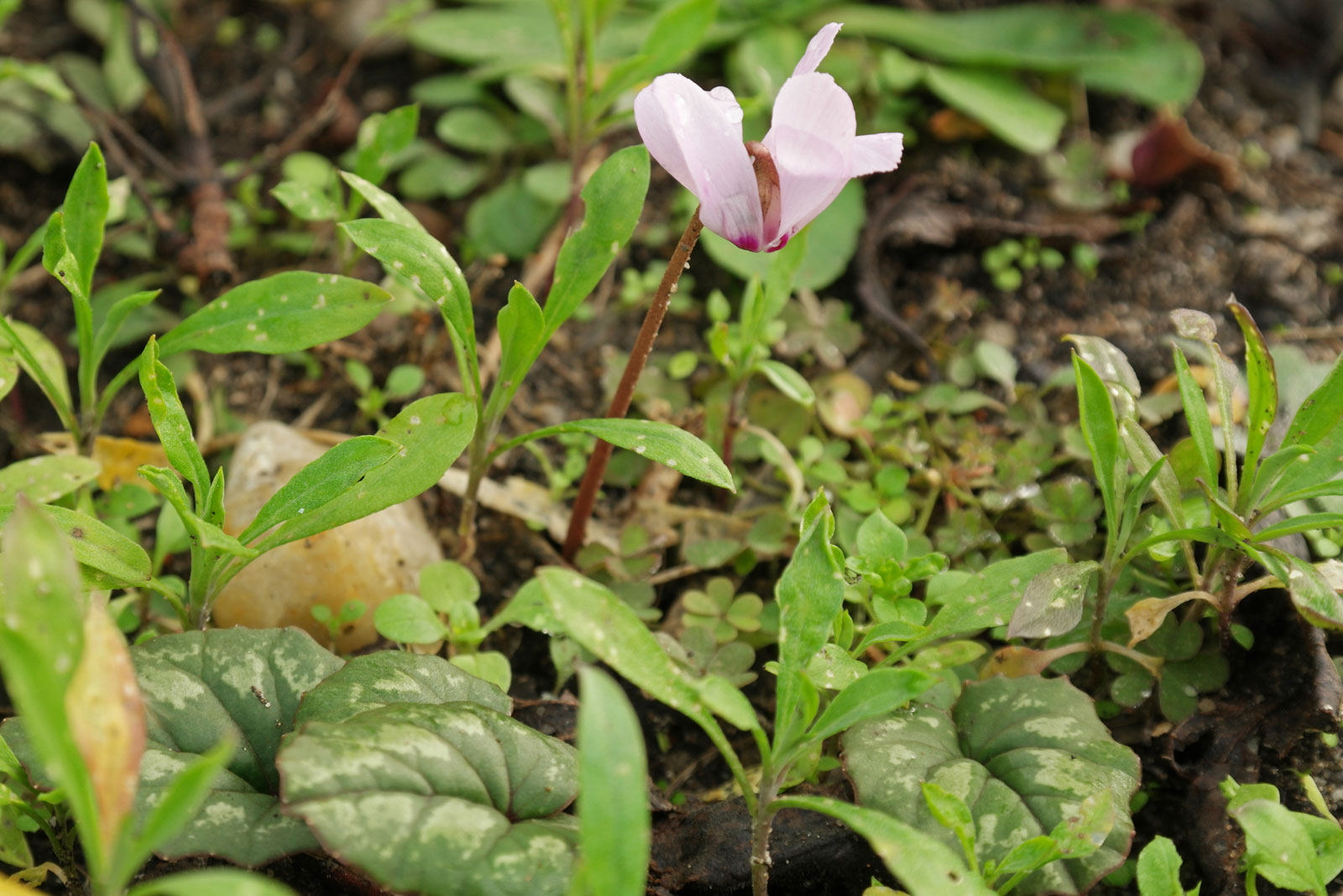 cyclamen hederifolium 5
