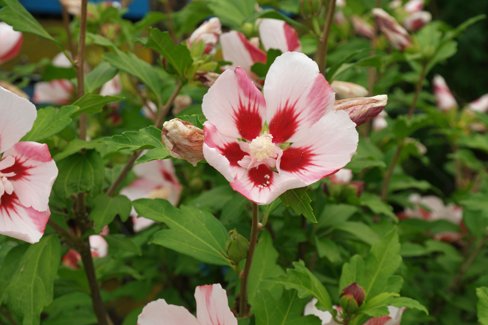 hibiscus syriacus 1