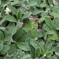 Hieracium pilosella