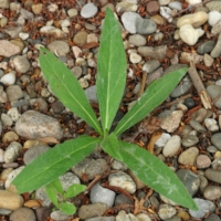 Inula britannica