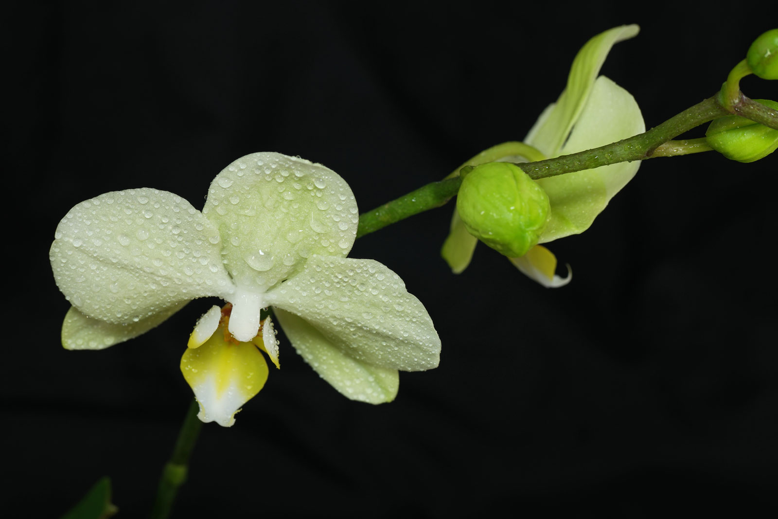 phalaenopsis cv 1