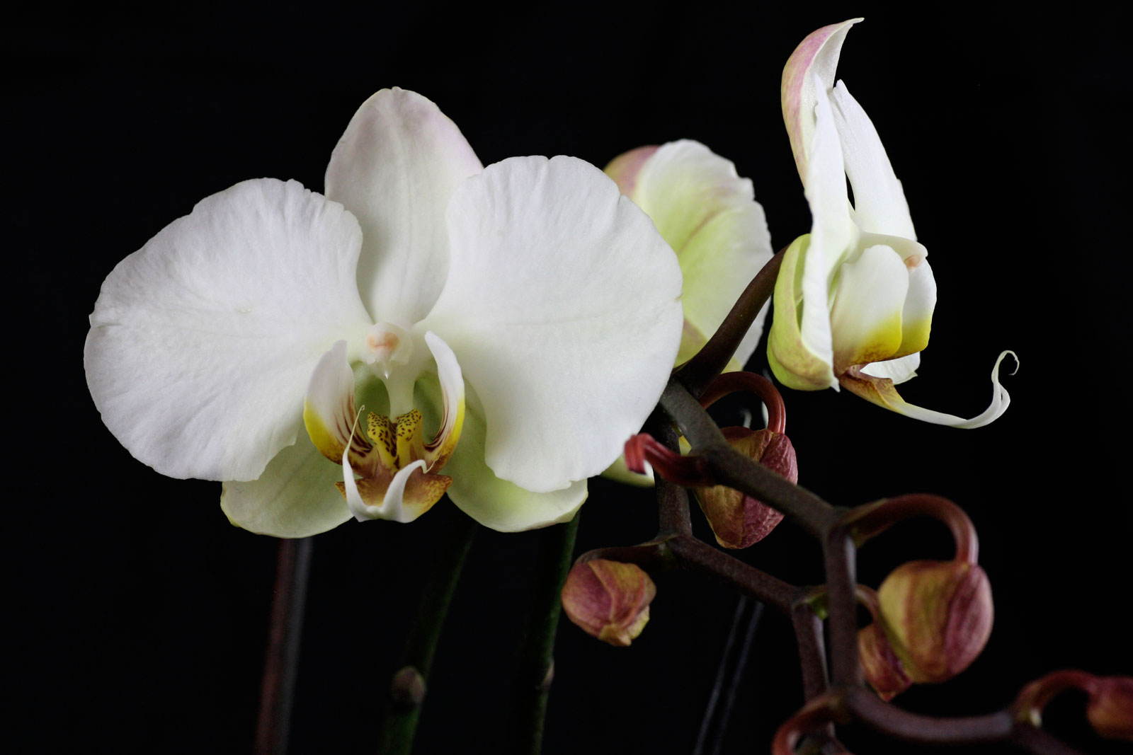 phalaenopsis cv 2