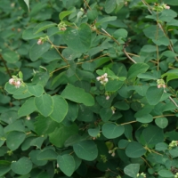 Symphoricarpos albus