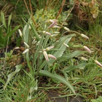 Two Flowered Tulip
