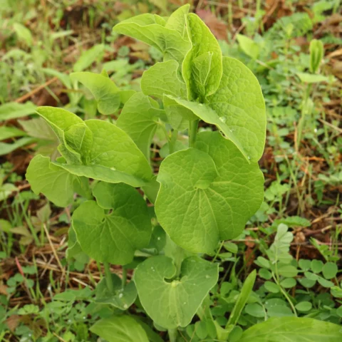Aristolochia clematitis leaves