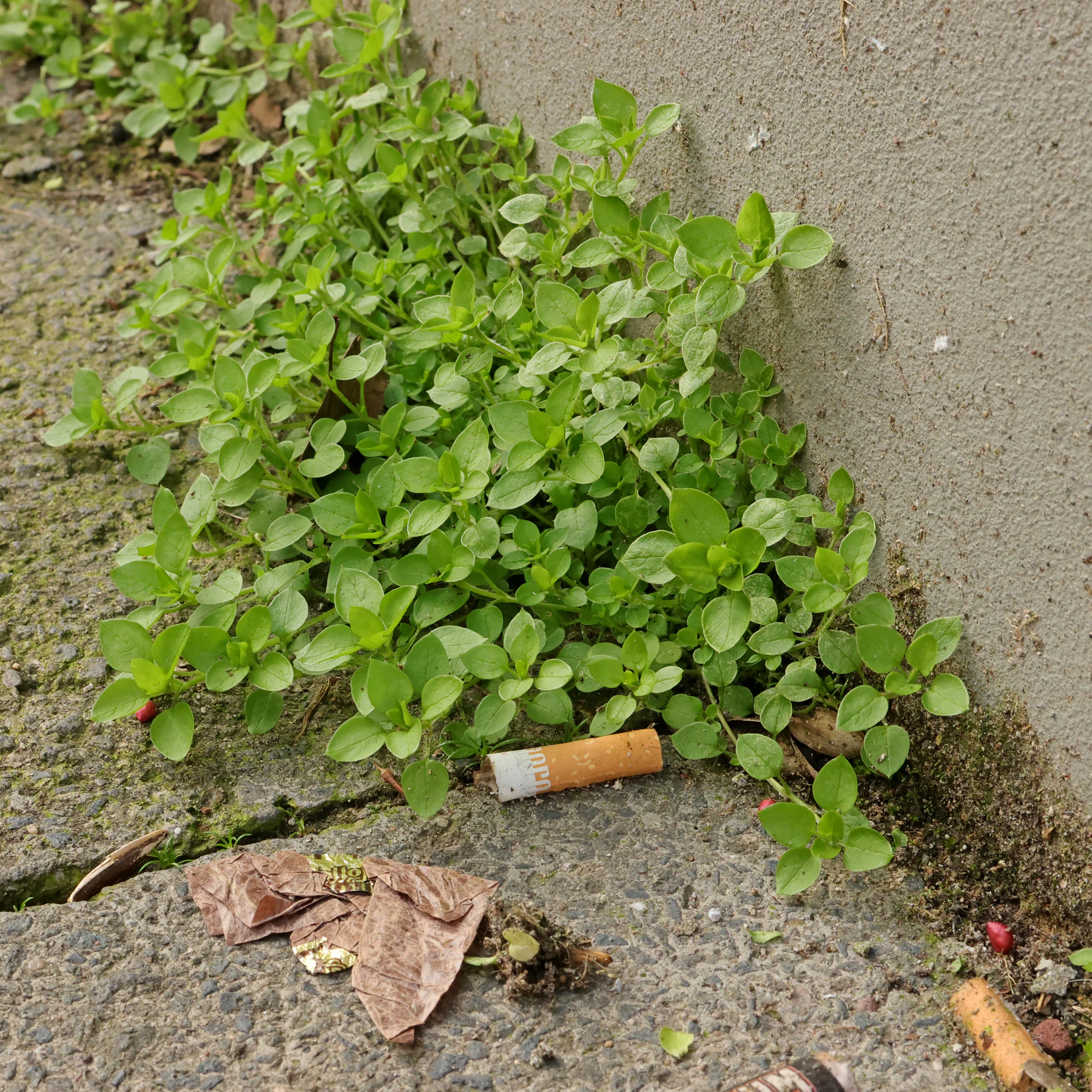 Chickweed by the wayside