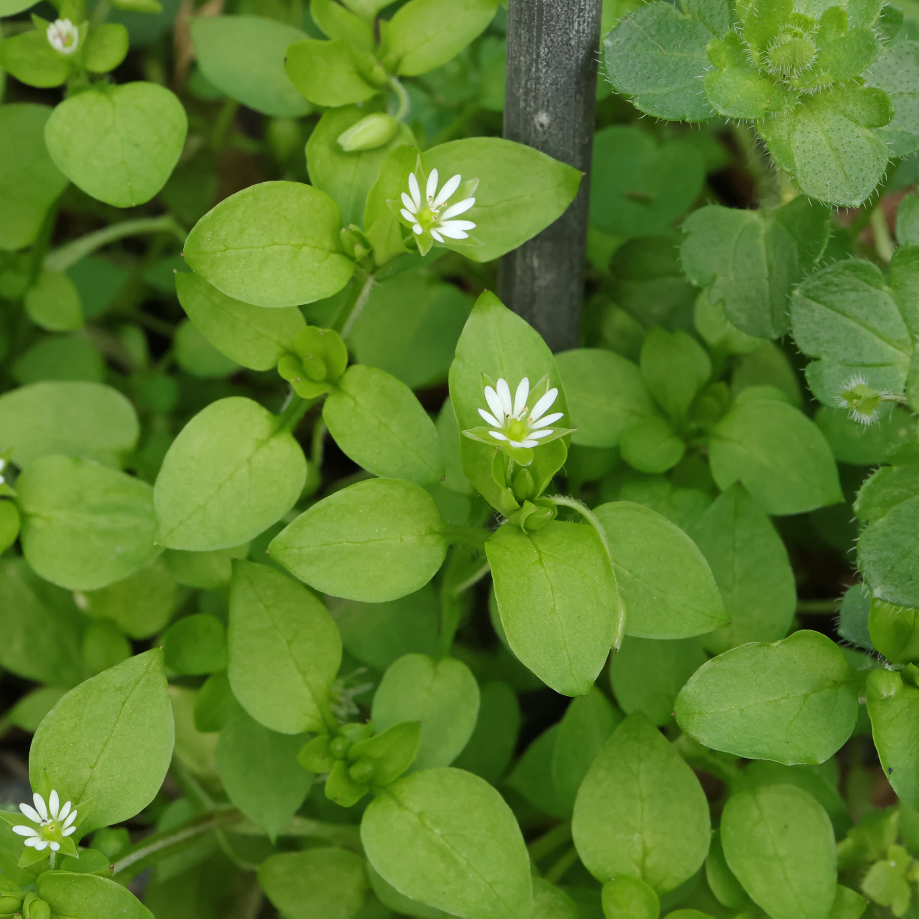 Chickweed flowers in February
