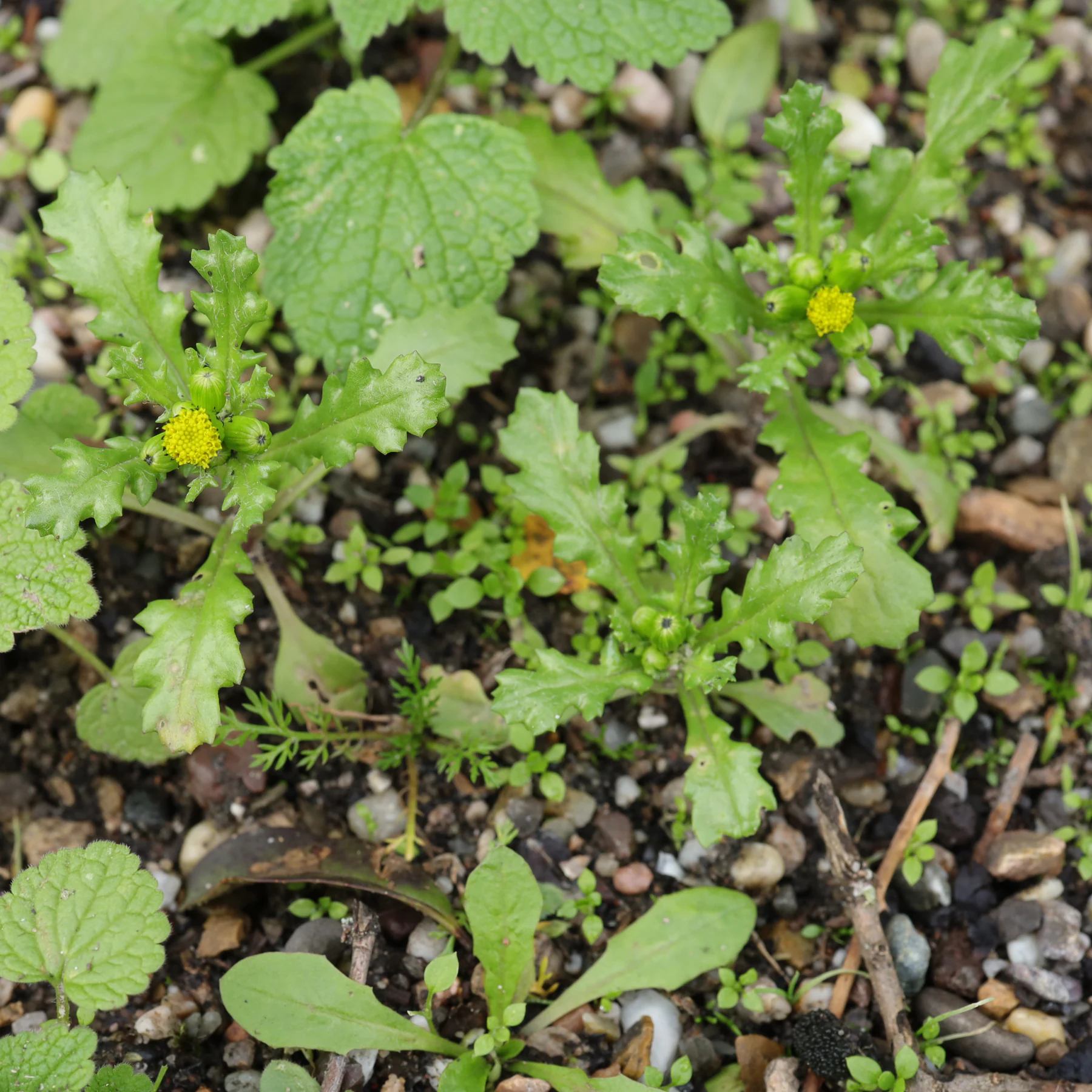 Groundsel in a gravel path