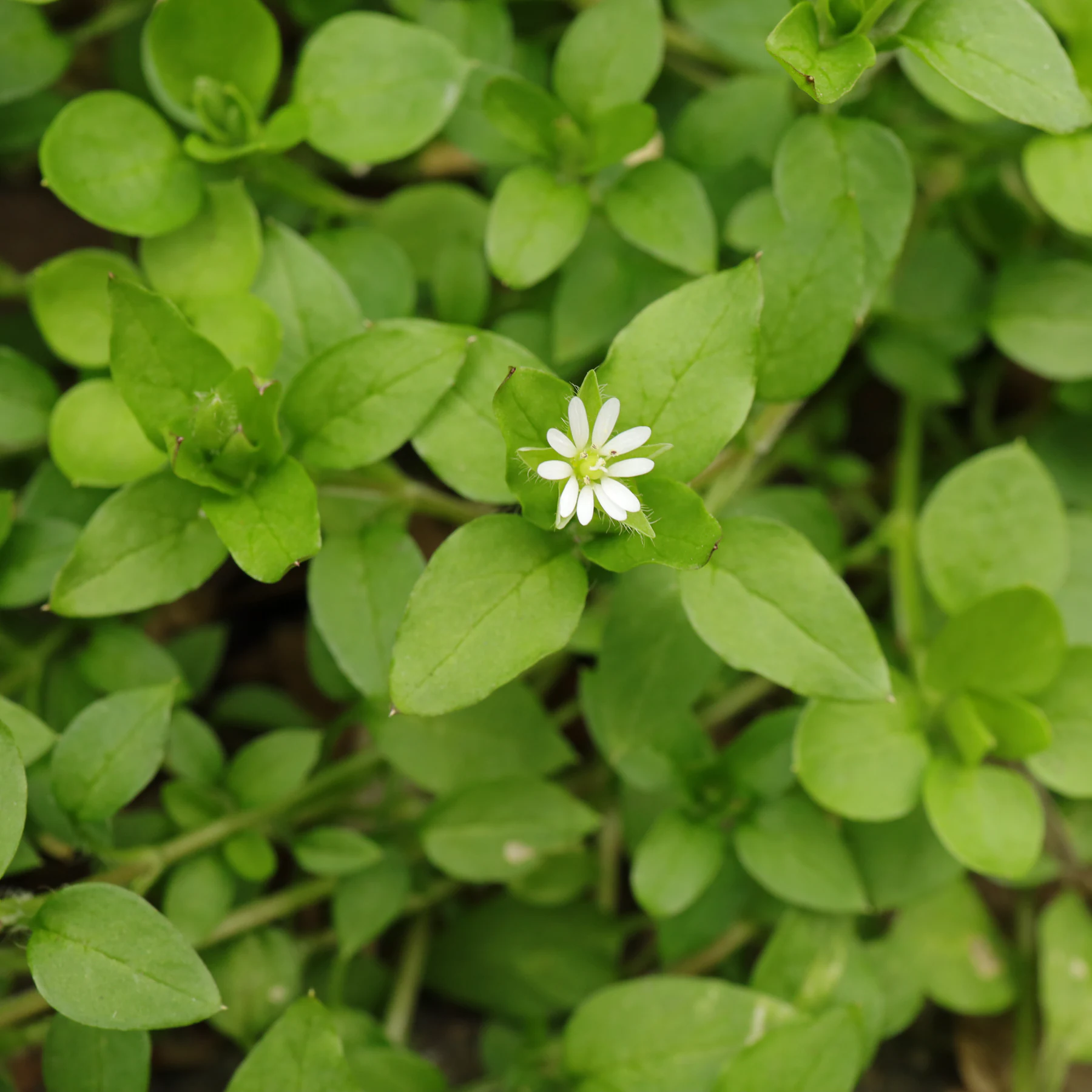 chickweed or common chickweed