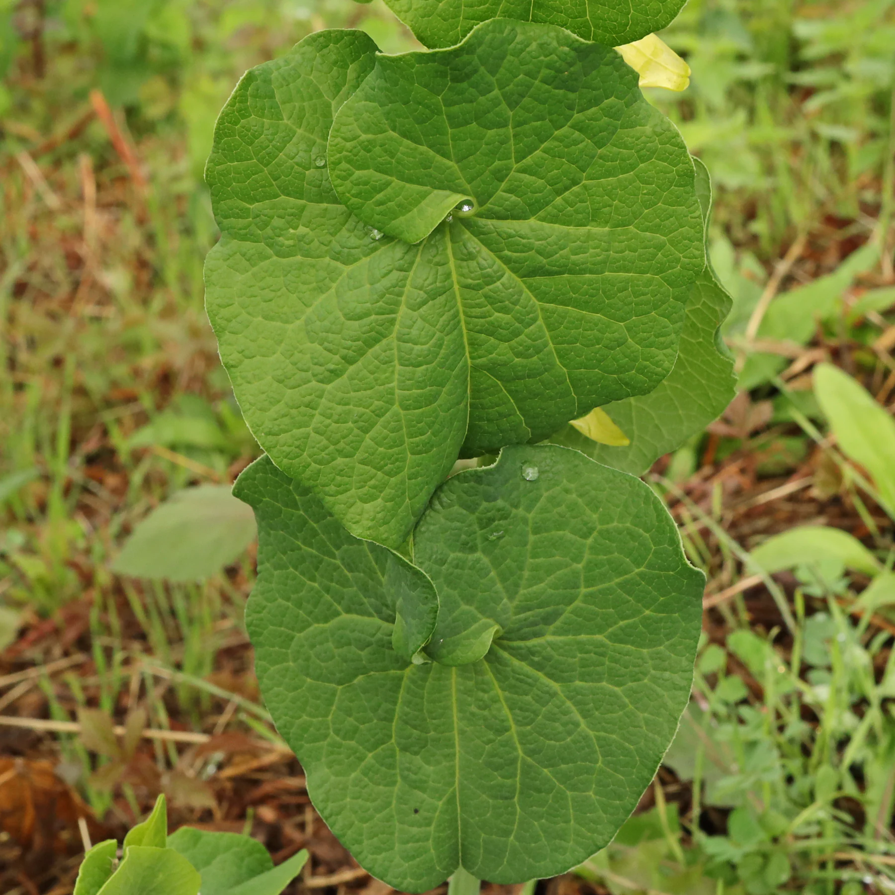 heartwort leaves