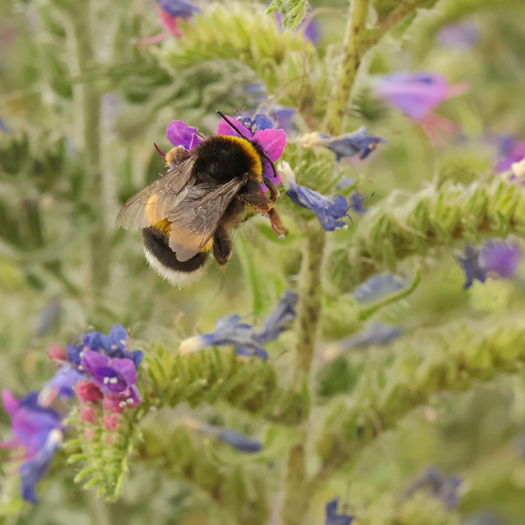 A bumblebee pollinates the flowers of viper's bugloss