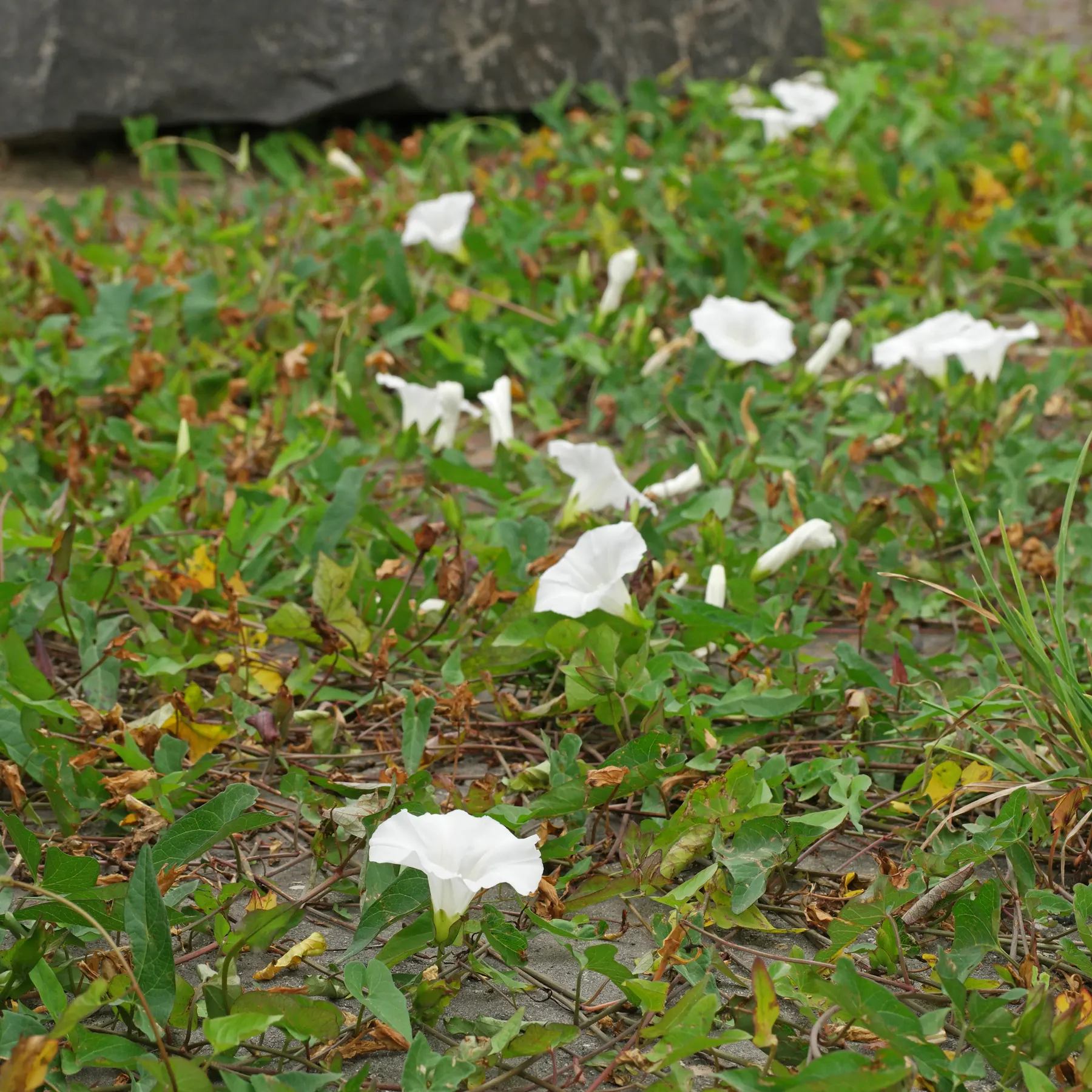Bindweed on a parking place
