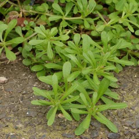 Cleavers Galium aparine leaves