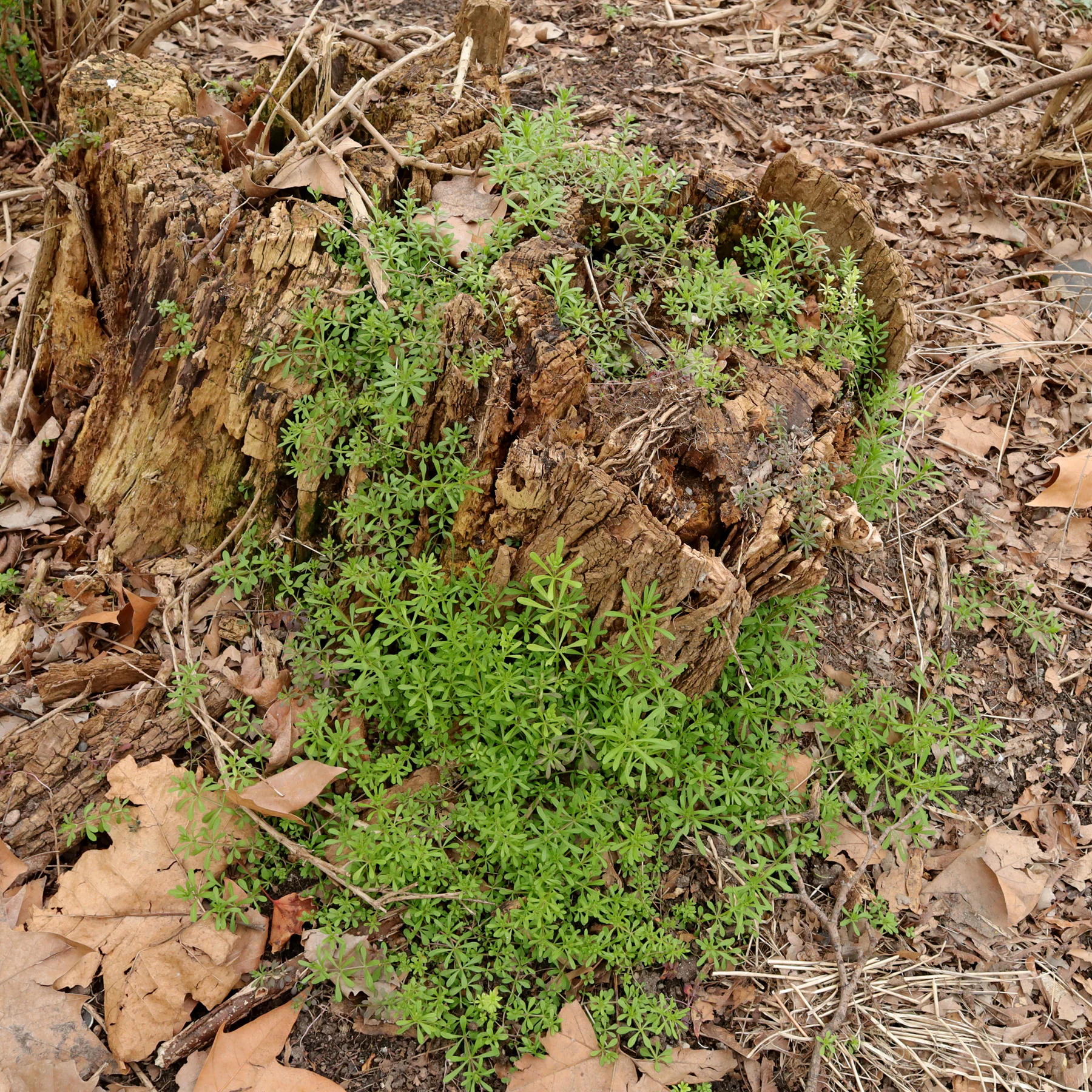 Cleavers growing on or from a tree stump