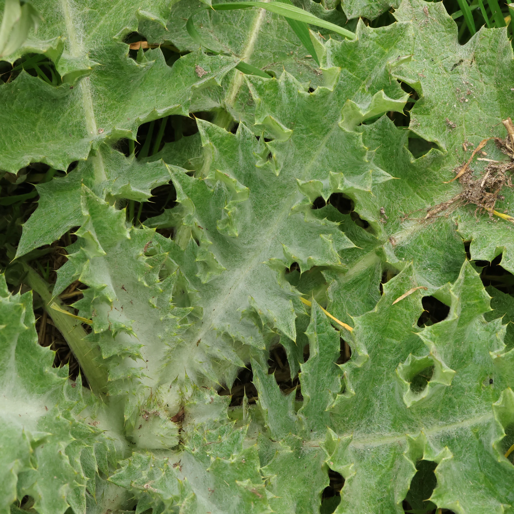 Cotton thistle leaf