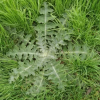 Cotton thistle leaves