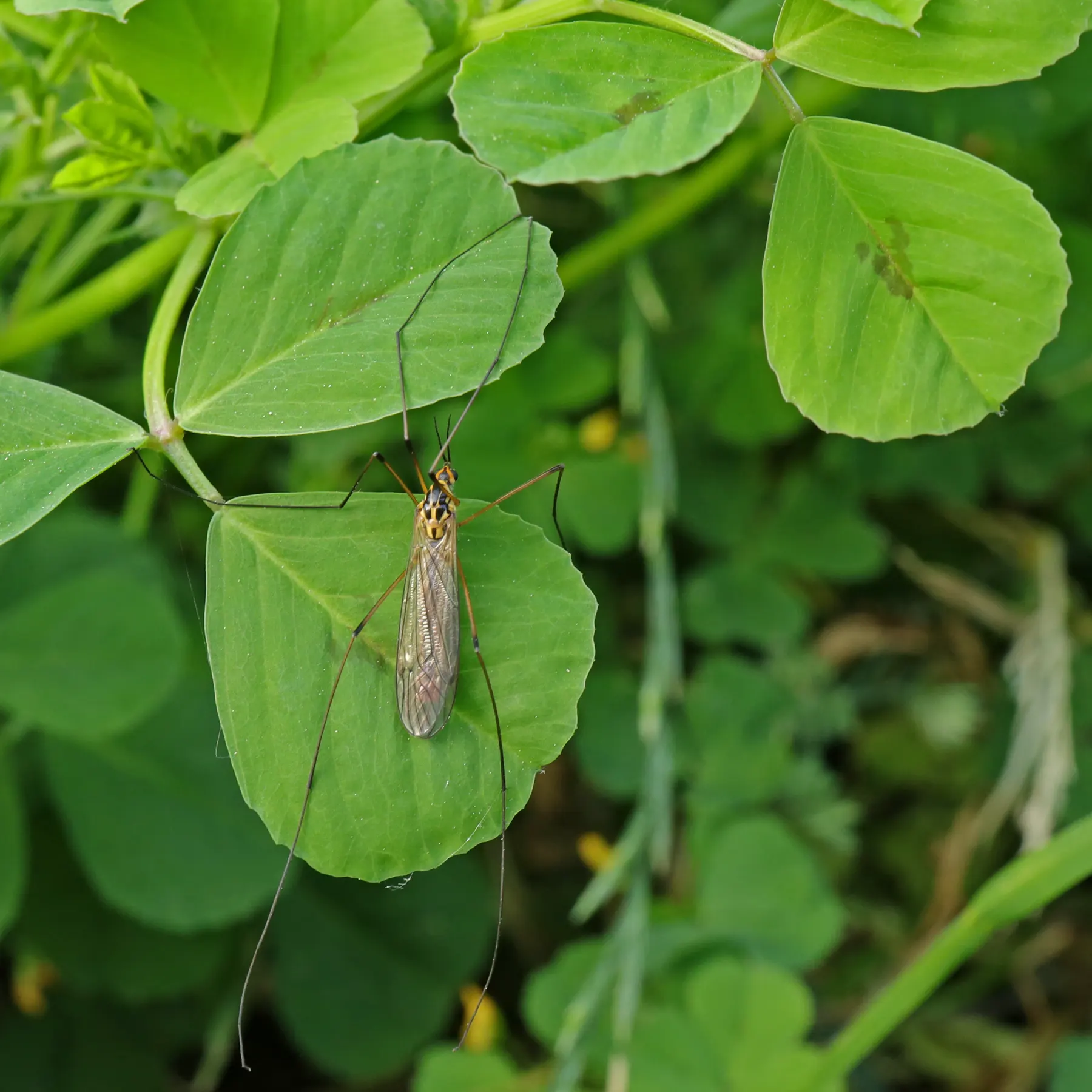 Crane fly on spotted medick