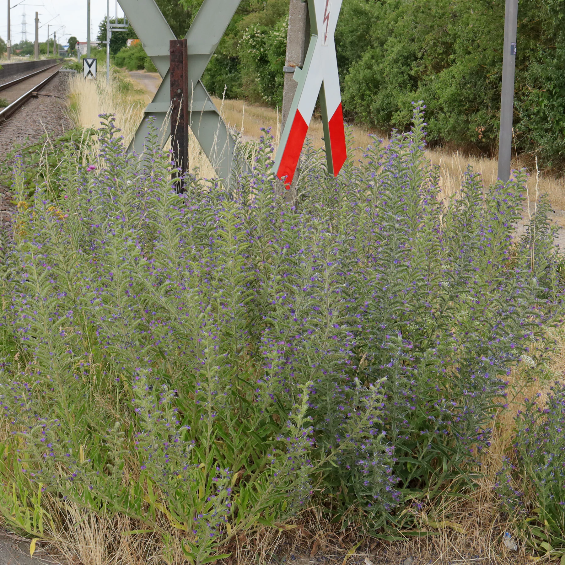 Echium vulgare at a railway crossing