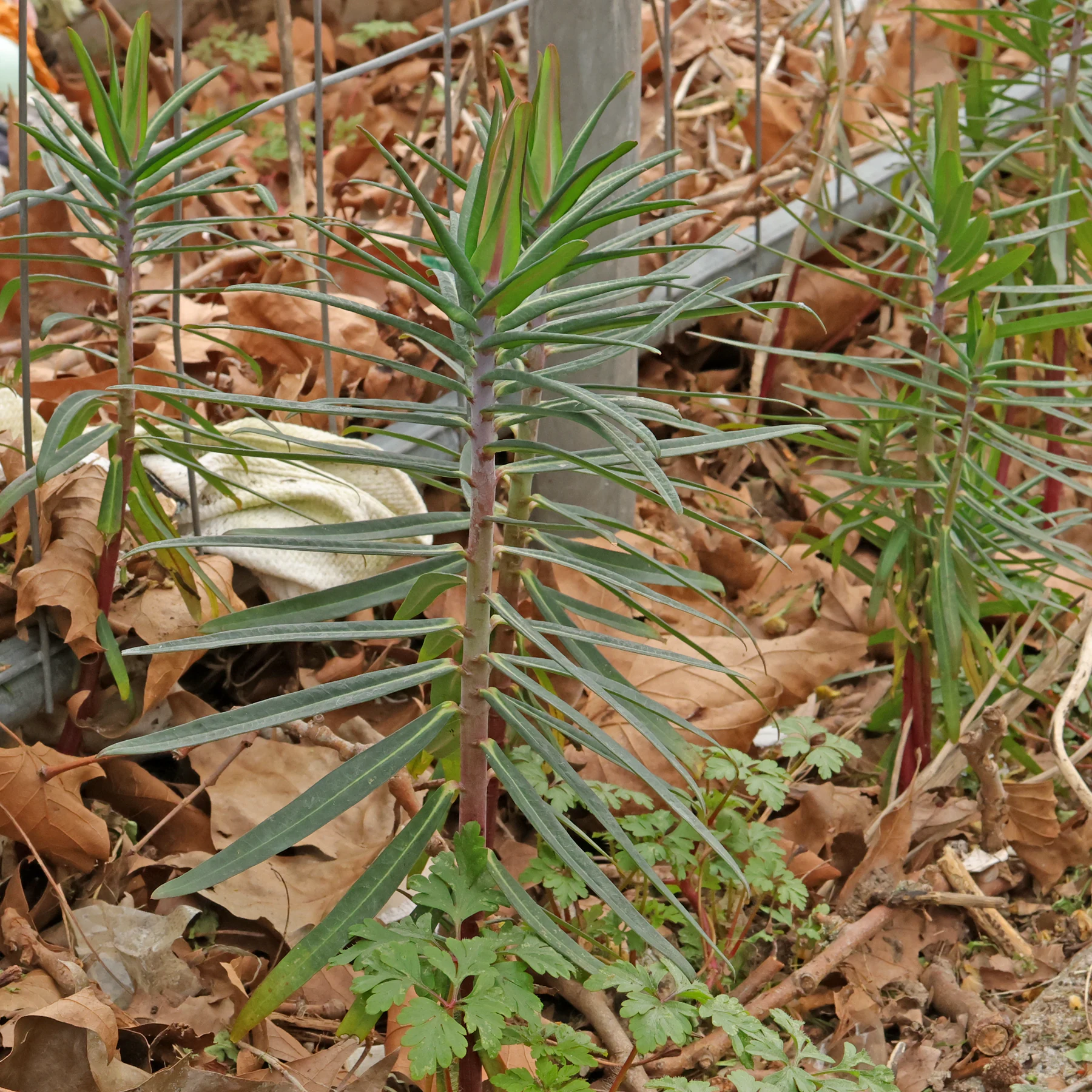 Euphorbia lathyris caper spurge