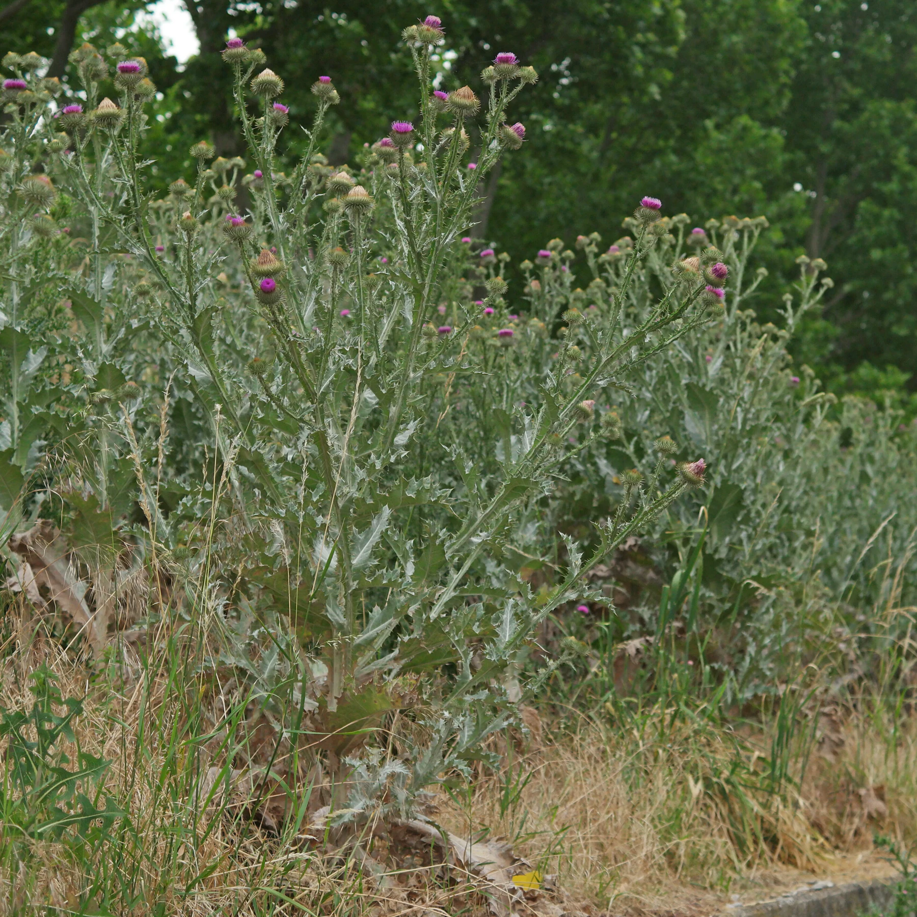Flowering cotton thistles on a dam
