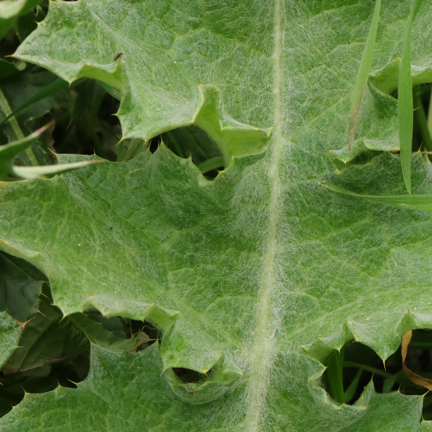 The leaves of the cotton thistle are covered with tomentose hairs