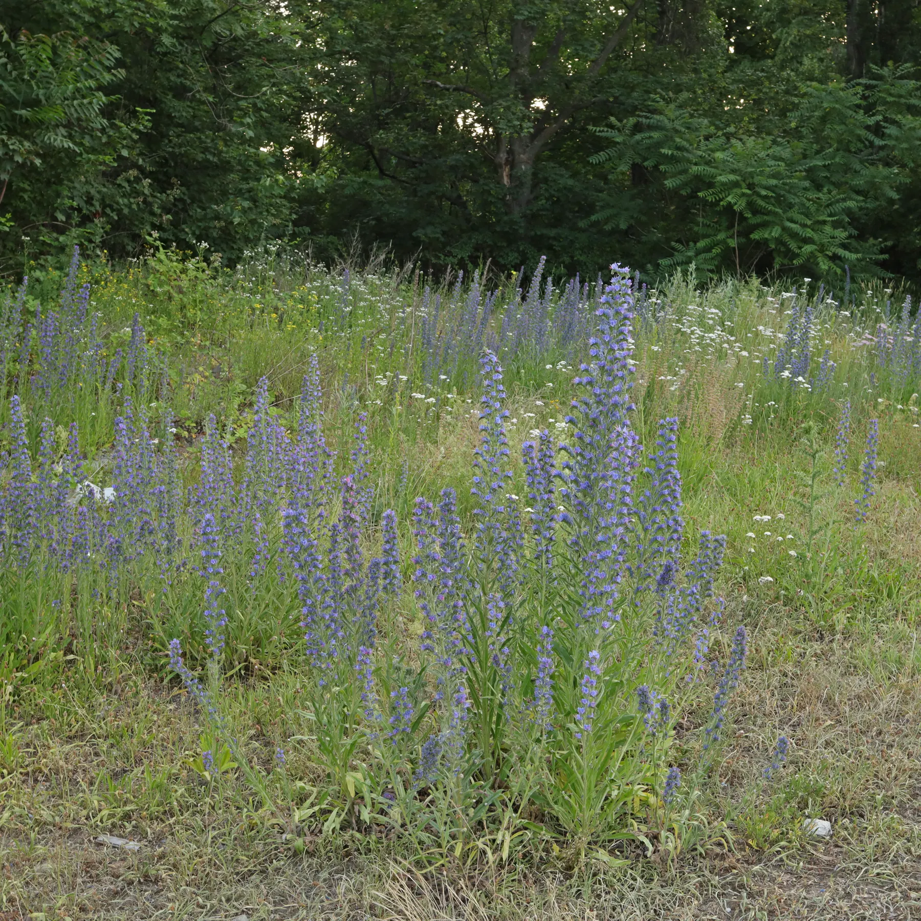 Viper's bugloss in a meadow