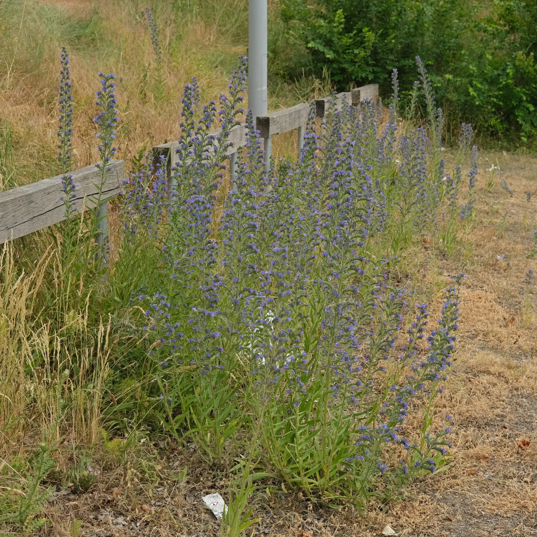 Viper's bugloss in a parking lot