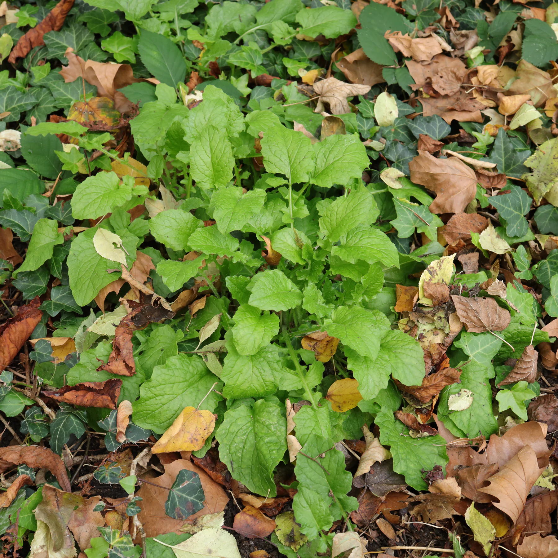 Young nipplewort plants in October