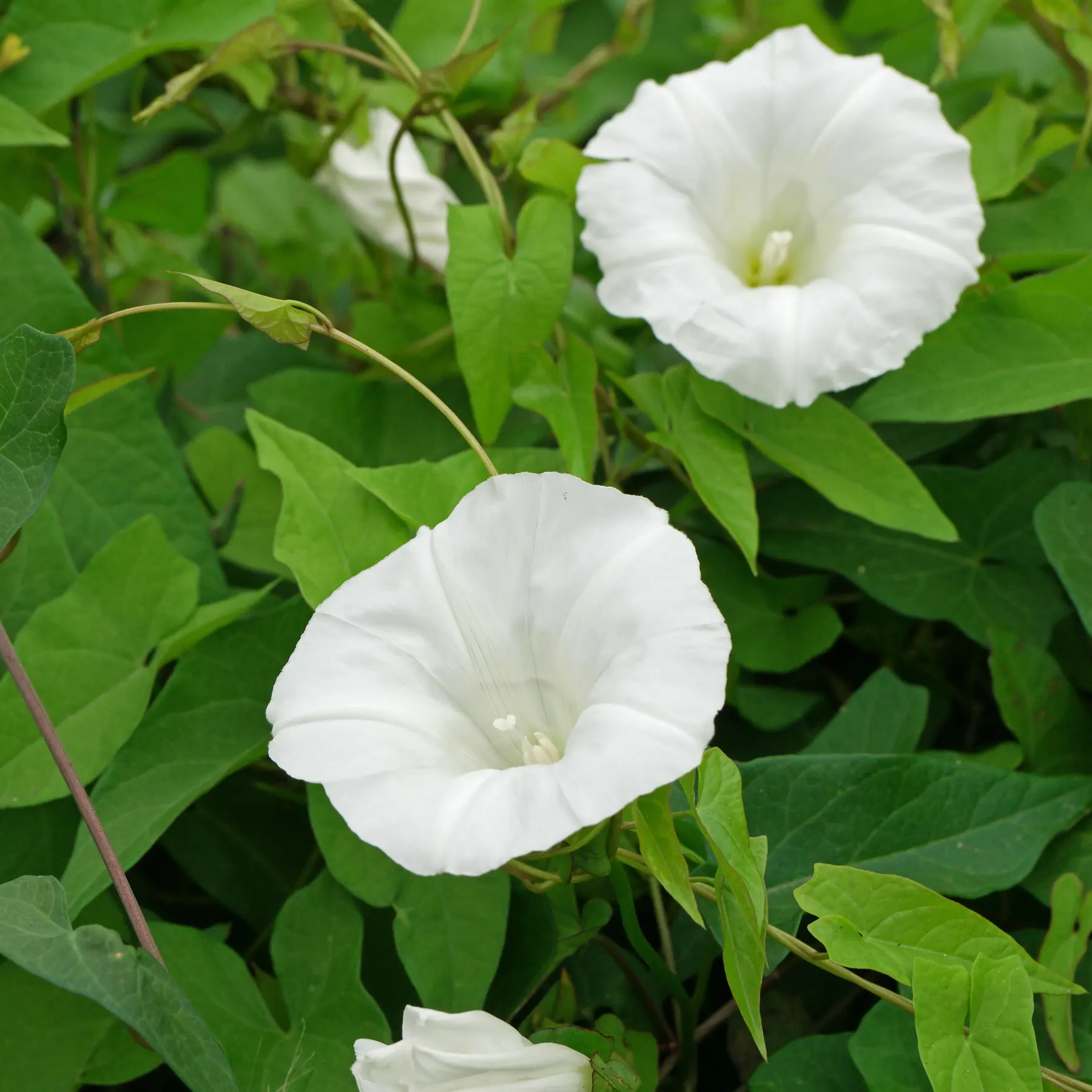 bindwee flowers
