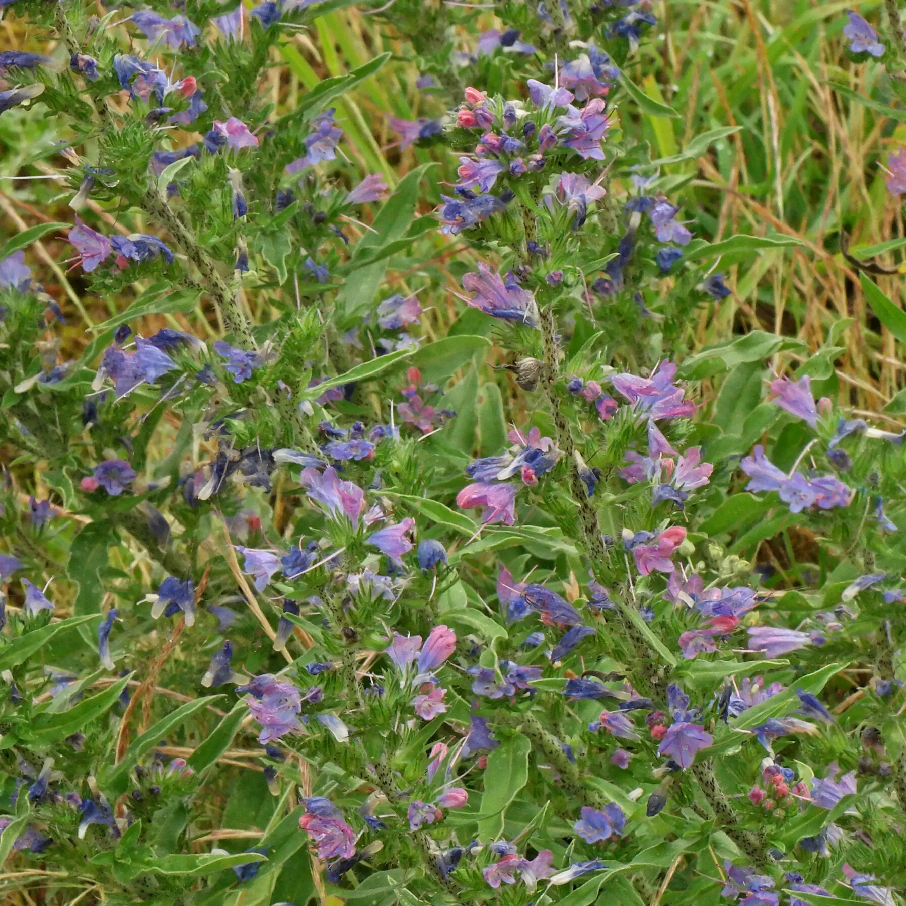 flowers of vipers bugloss
