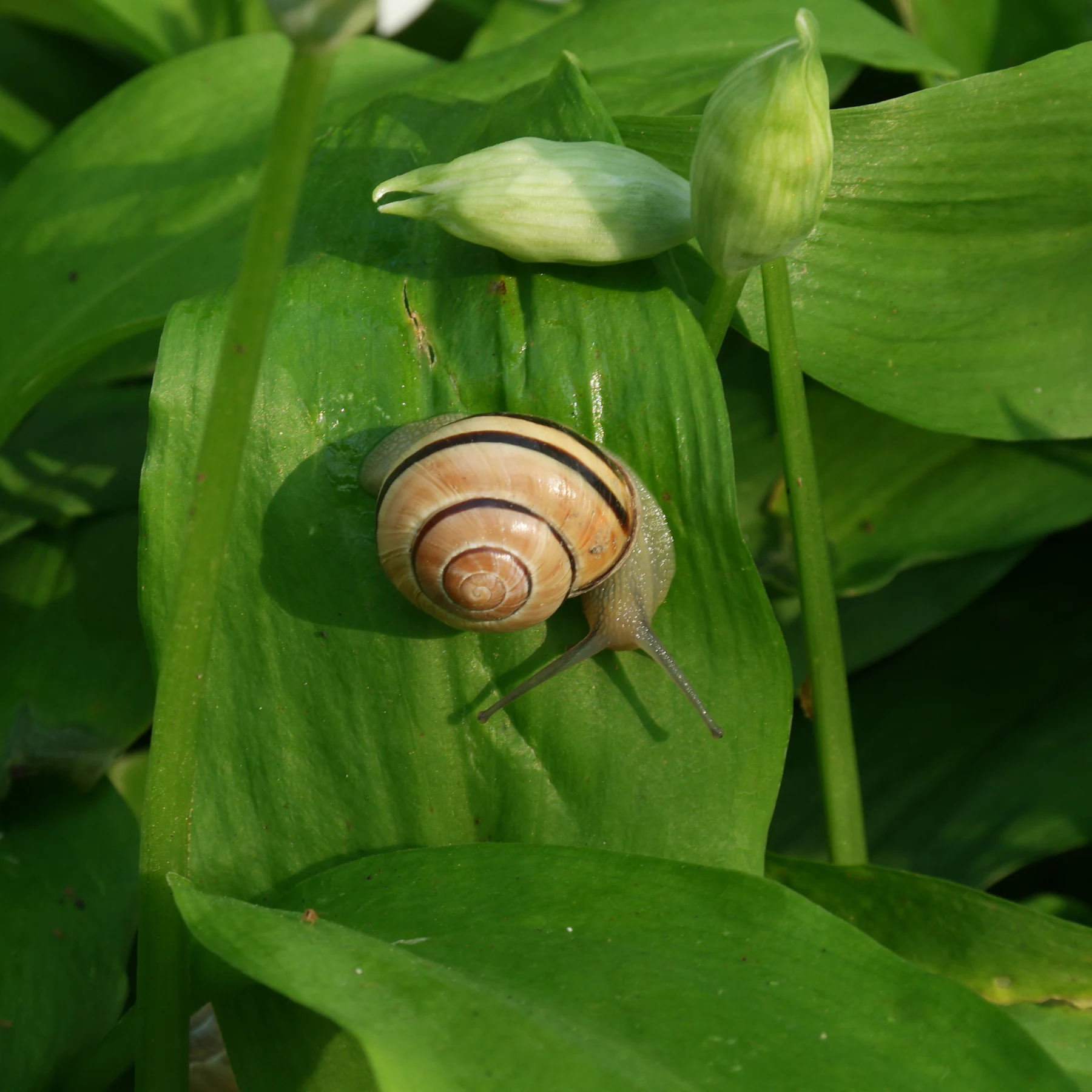 grove snail on wild garlic