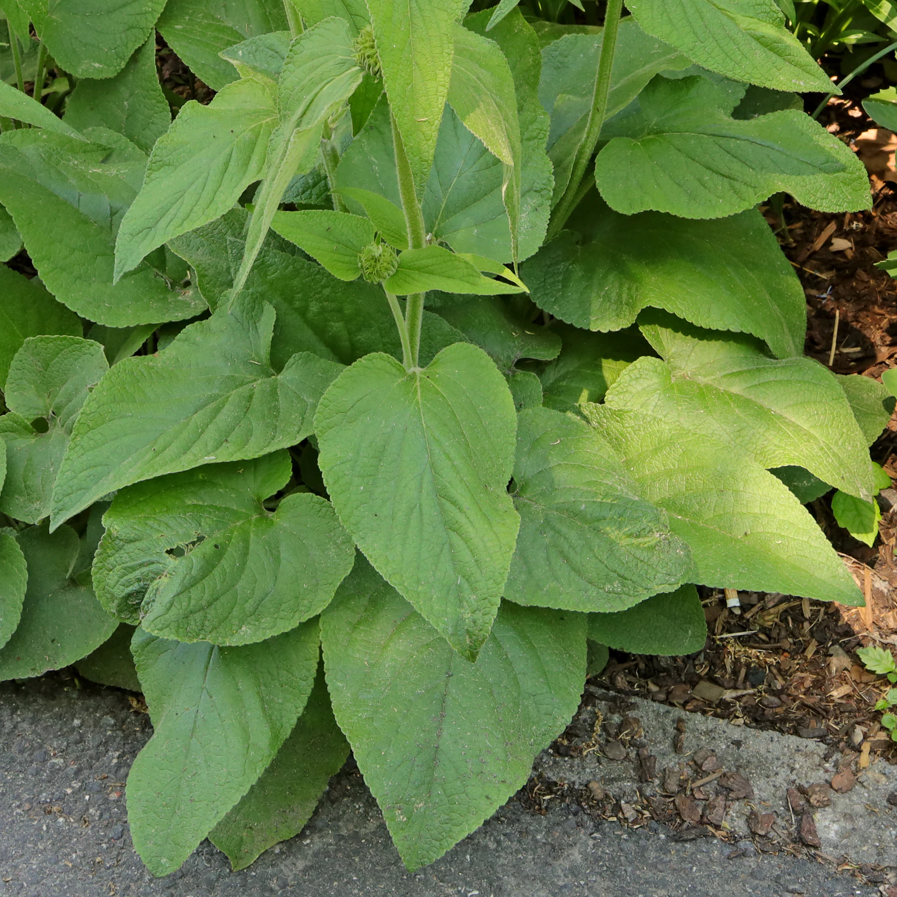 Phlomis russeliana leaves