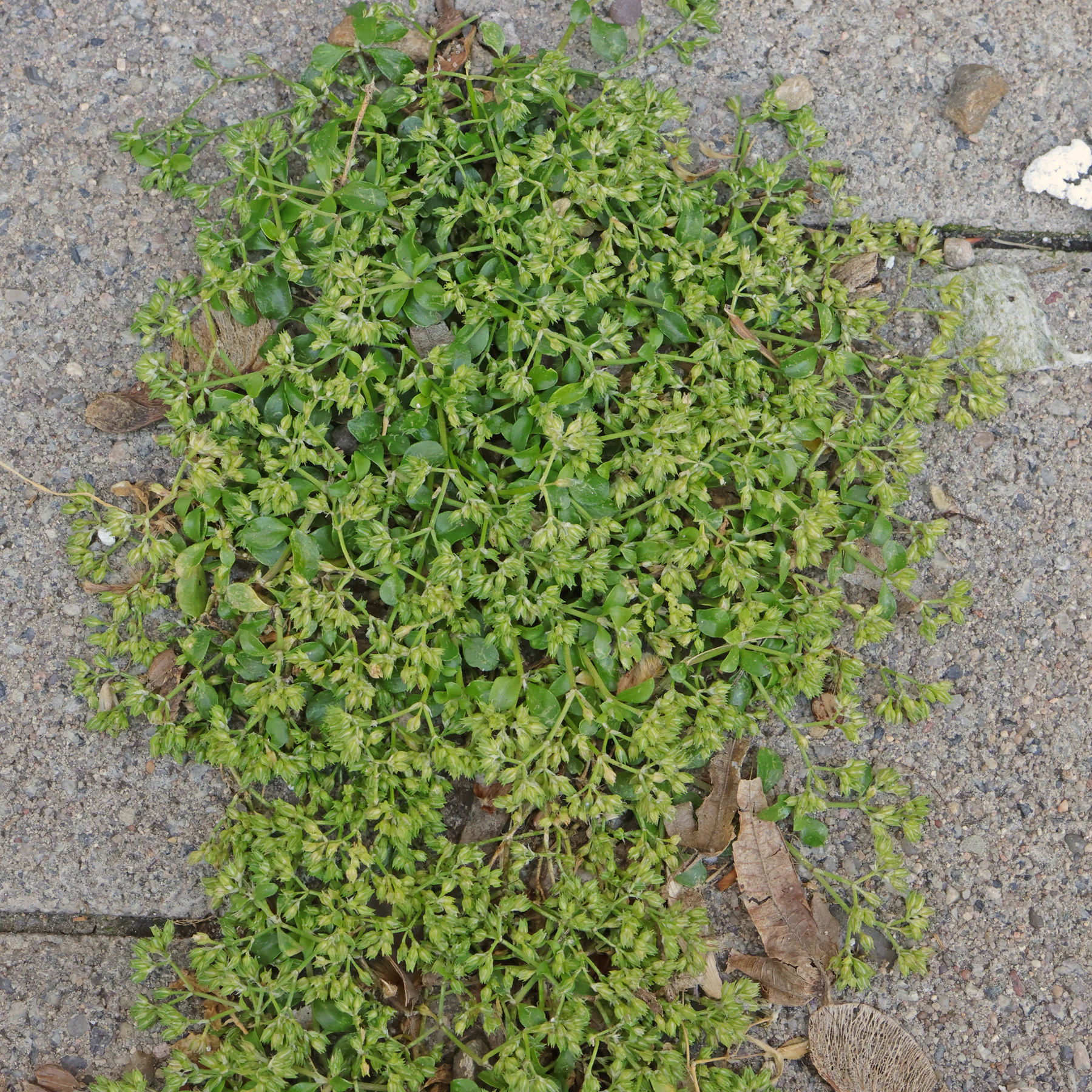 Polycarpon tetraphyllum fourleaf manyseed