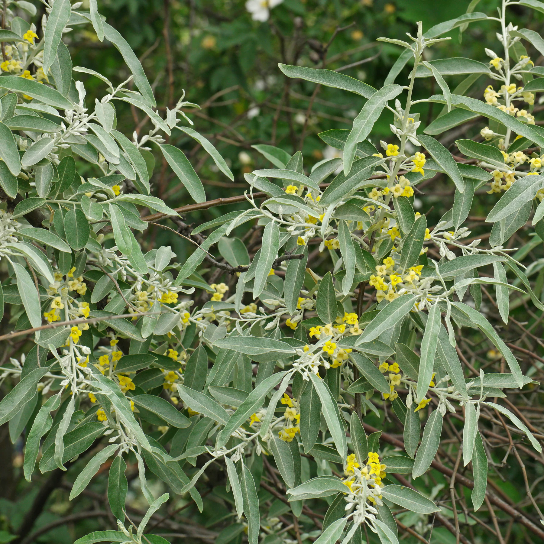 Russian olive Elaeagnus angustifolia