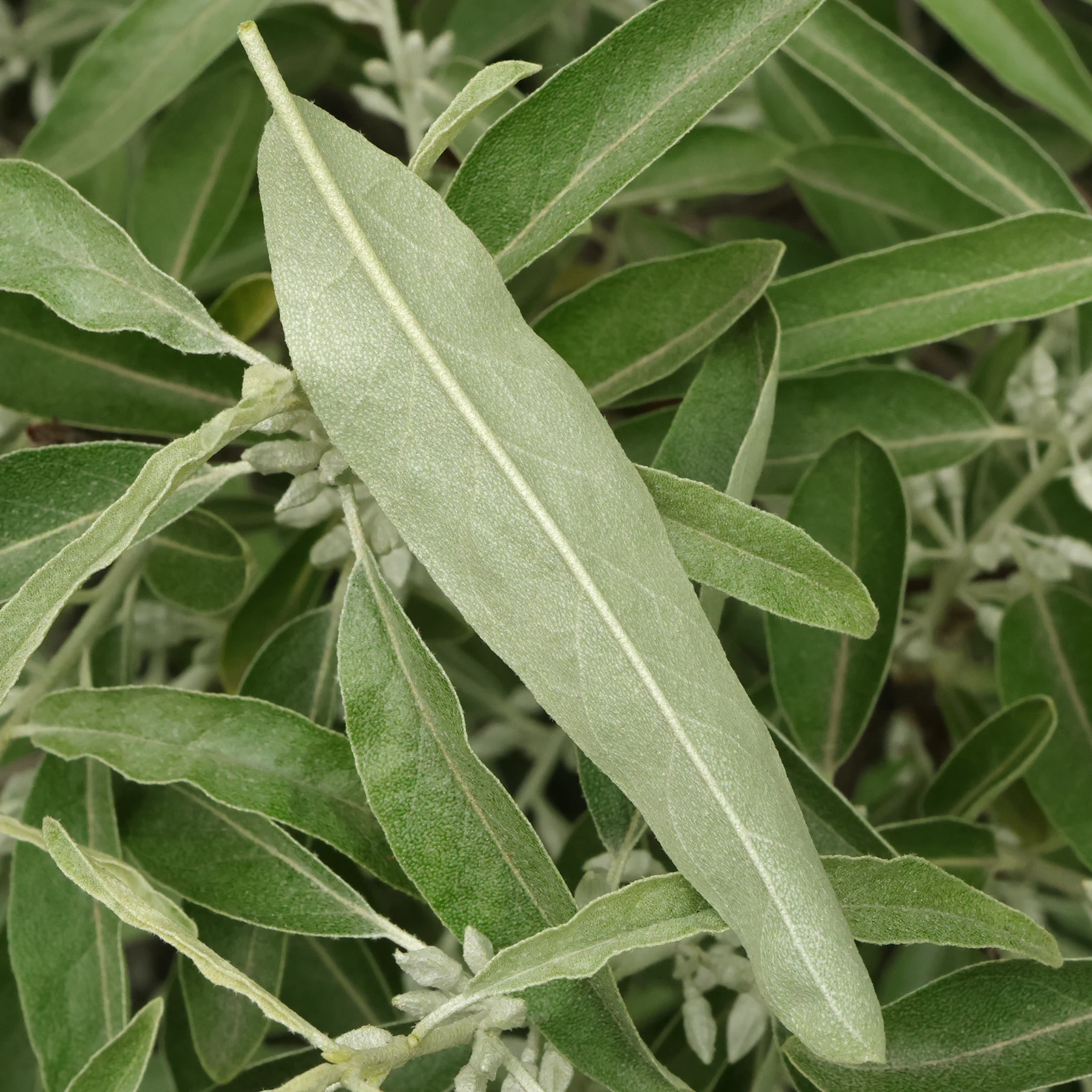 Russian olive leaf bottom