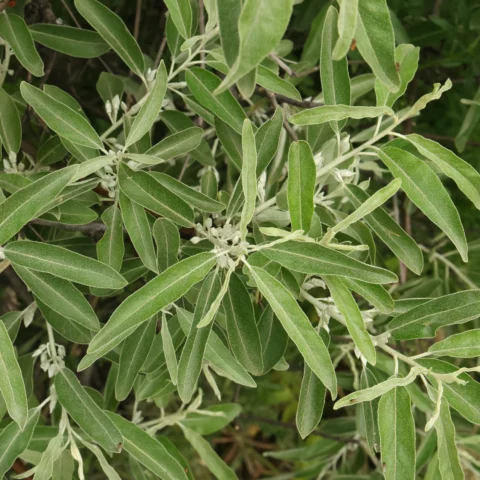 Russian olive leaves