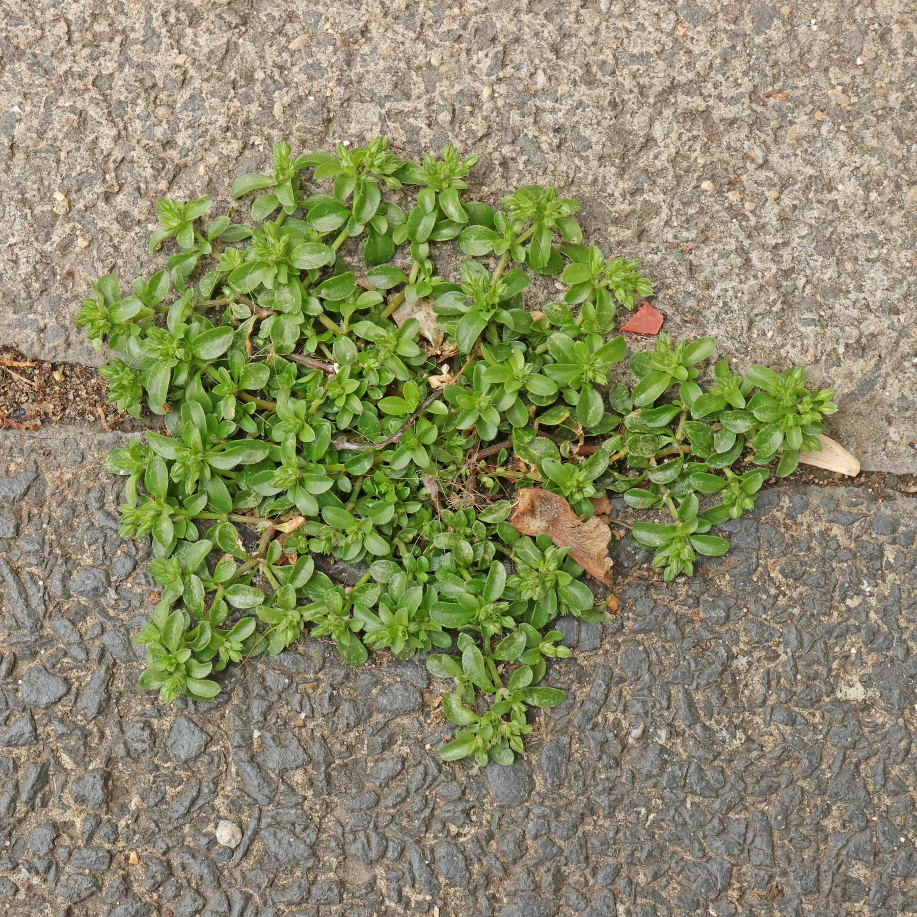 fourleaf manyseed in paving